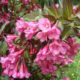       Weigela florida Nana Purpurea